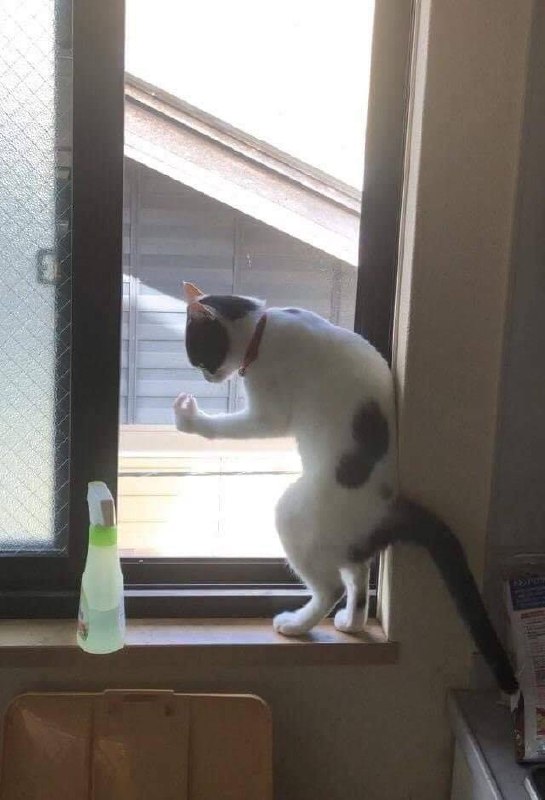 #猫猫