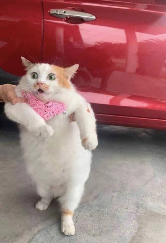#猫猫