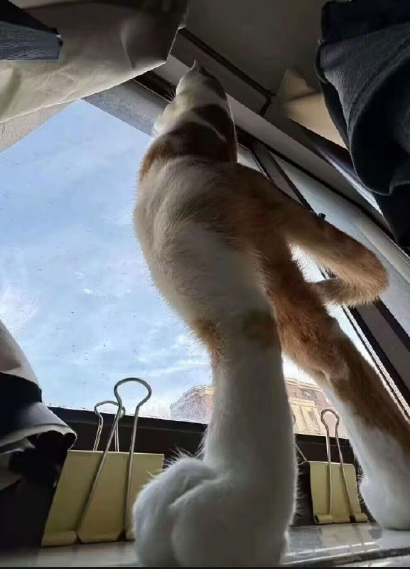 张力#猫猫