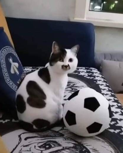 足球 #猫猫