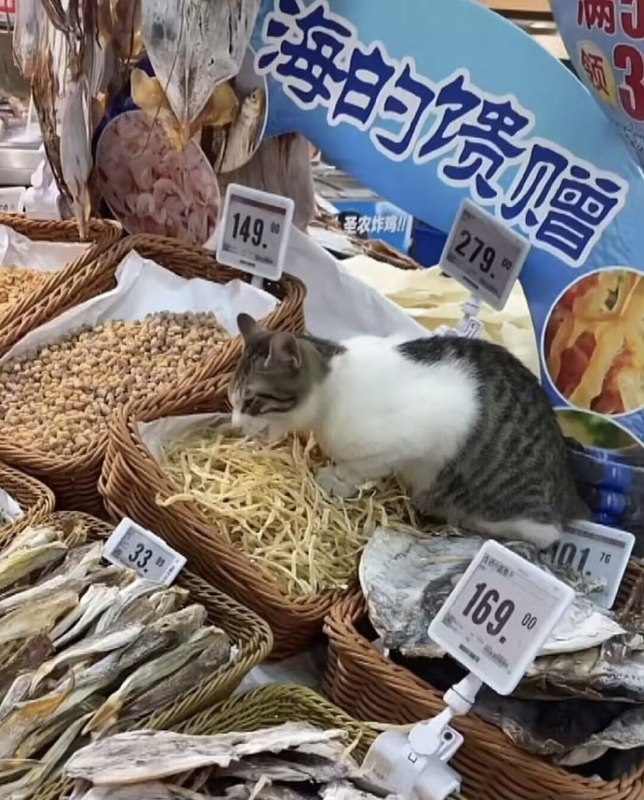 #猫猫
