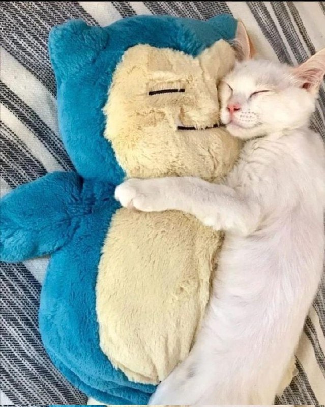 #猫猫