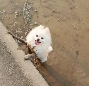 我还以为穿了黑丝袜🌚#狗狗我还以为穿了黑丝袜🌚#狗狗