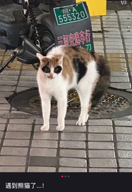 #猫猫