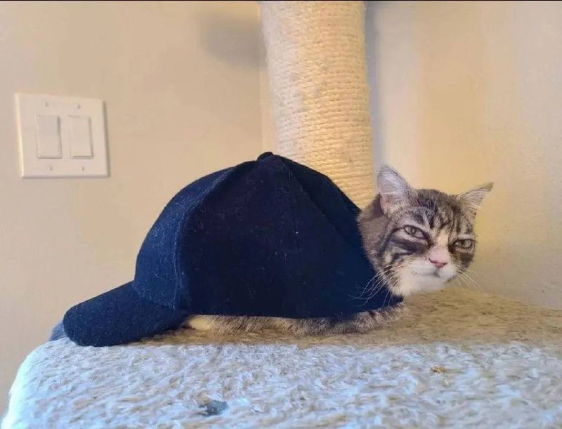 #猫猫