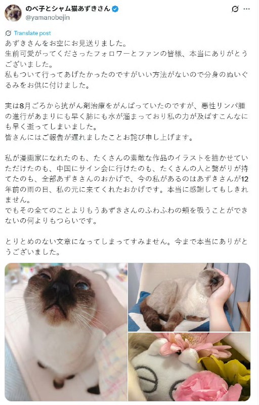 “暹罗猫小豆泥”表情包的原型猫因为恶性淋巴瘤去世