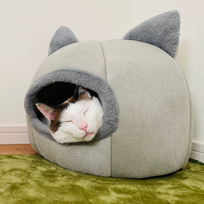 #猫猫