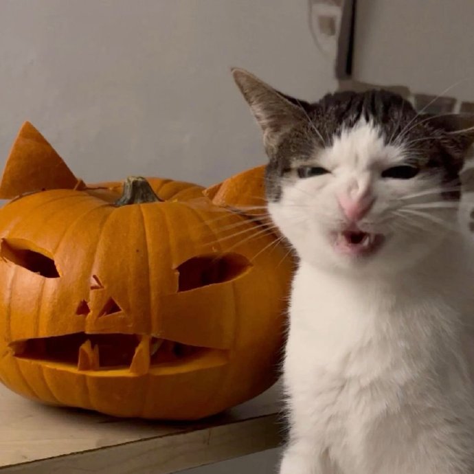 #猫猫