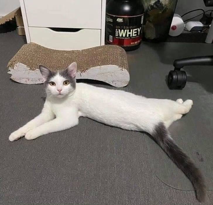#猫猫
