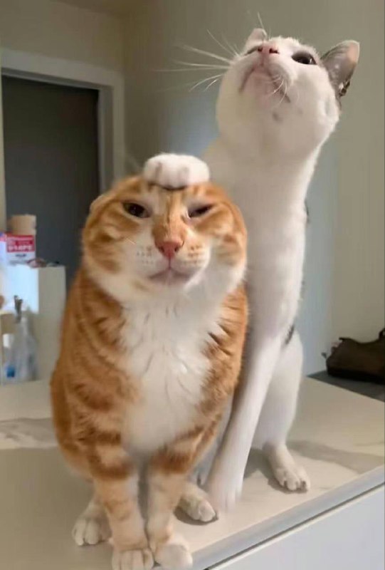 #猫猫