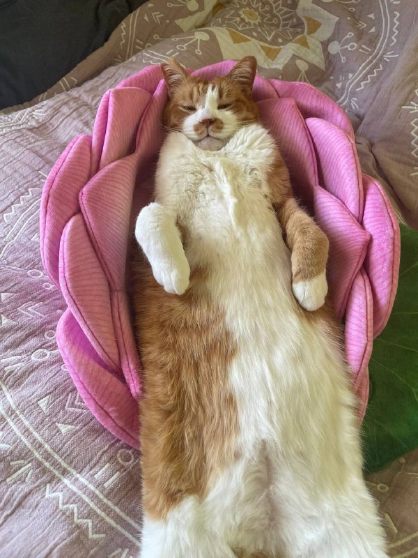 明明是同一款莲花猫窝，为什么差别这么大......😅#猫猫明明是同一款莲花猫窝，为什么差别这么大......😅#猫猫