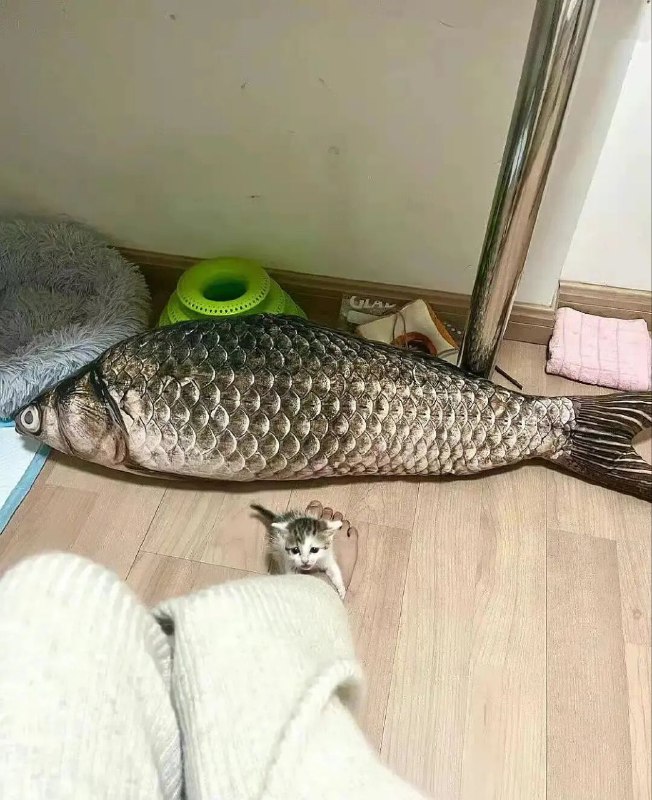 心有鱼而力不足心有鱼而力不足