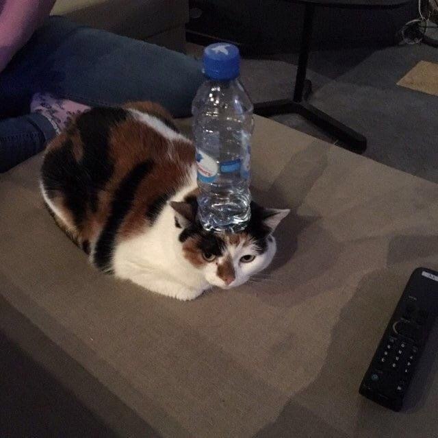 科学家发现首只在水下生活的 #猫猫