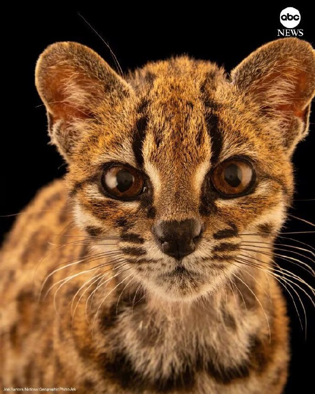 科学家在玻利维亚云雾森林中发现了一种全新的猫科动物——蒂尔卡约虎猫（Leopardus tilcayo），这是103年来人类首次确认新的现生猫科物种，比普通家猫还小一圈，却已独立演化约140万年