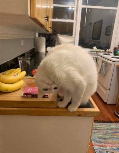 #猫猫