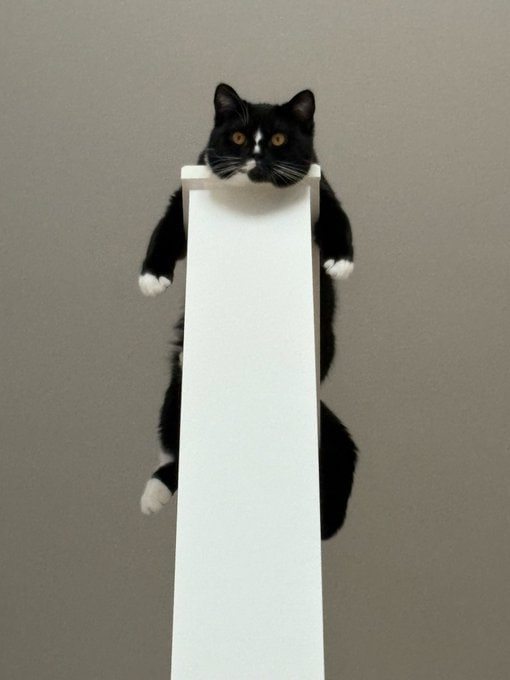 #猫猫#猫猫