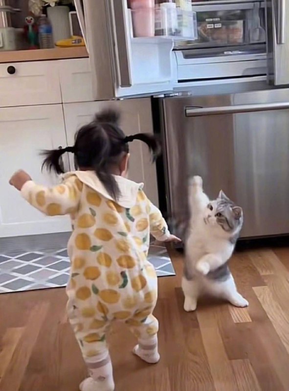 #猫猫