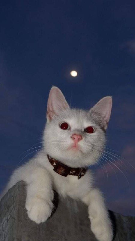 #猫猫