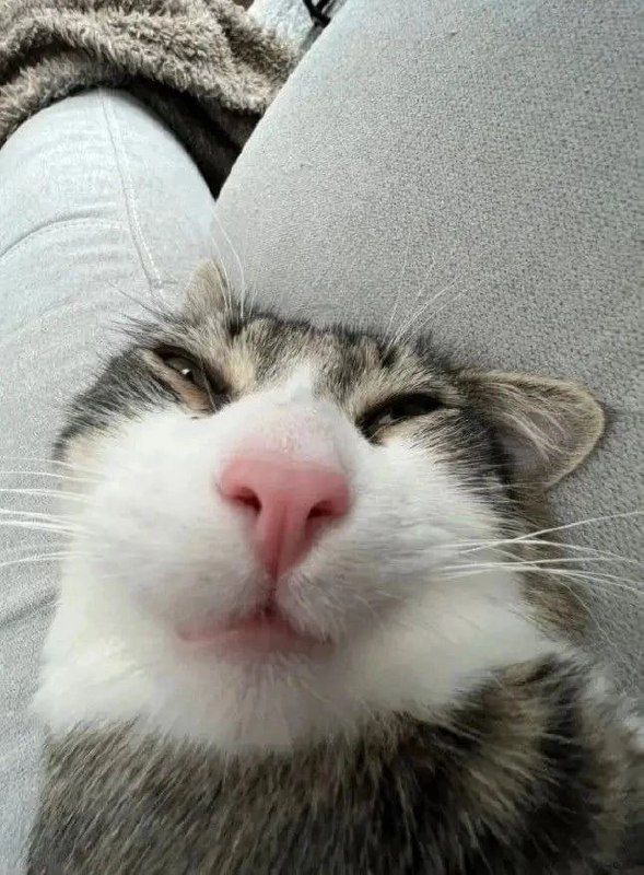 #猫猫