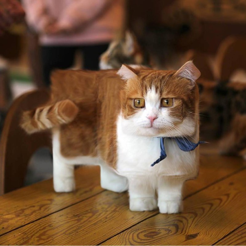#猫猫