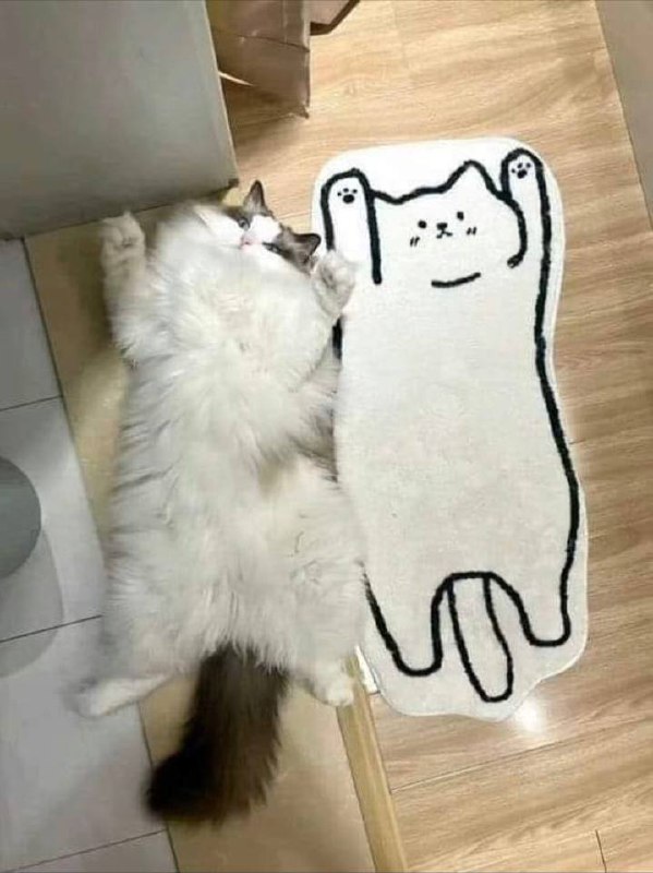 #猫猫