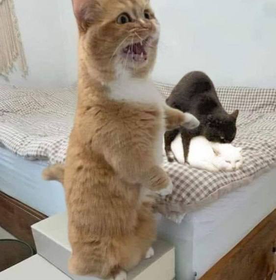 #猫猫