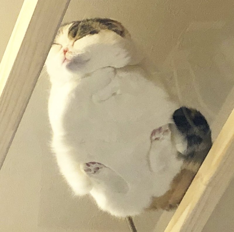 #猫猫