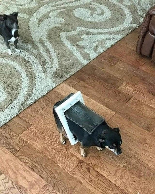卡门#狗狗