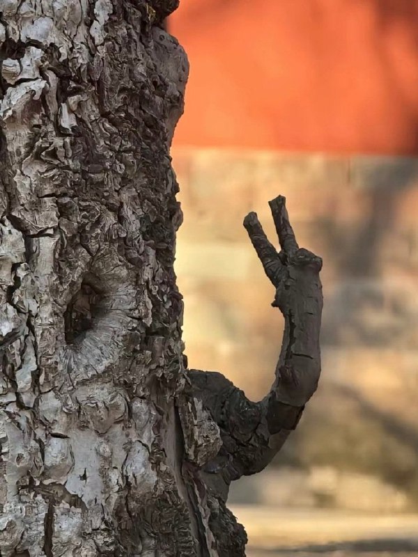 ✌🏿
