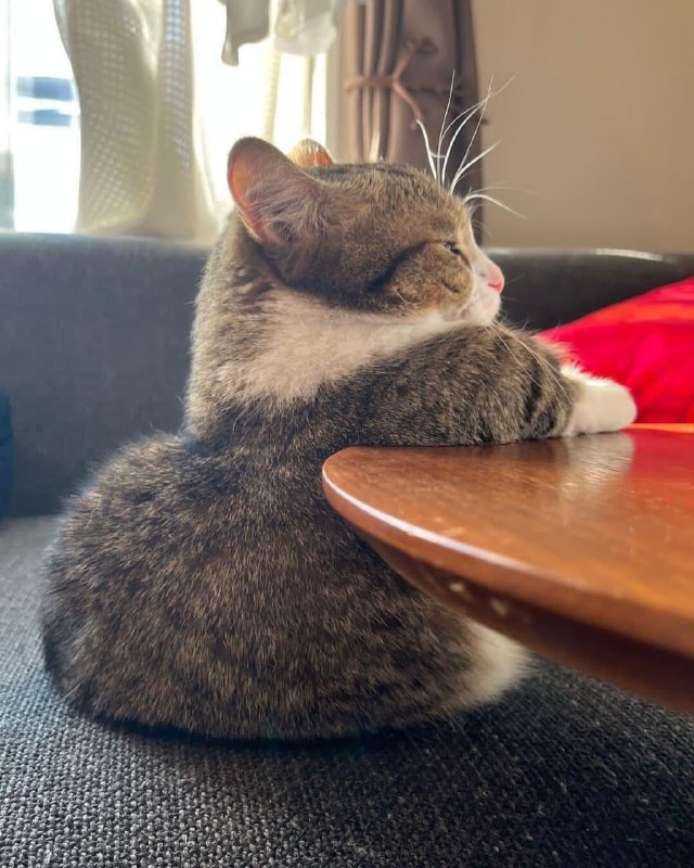 #猫猫