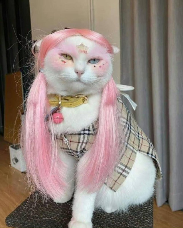 #猫猫