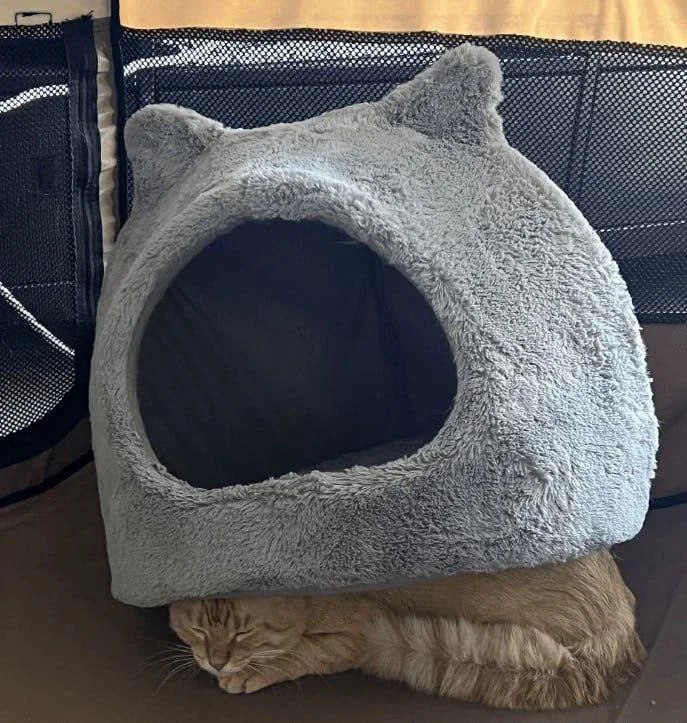 🙃#猫猫