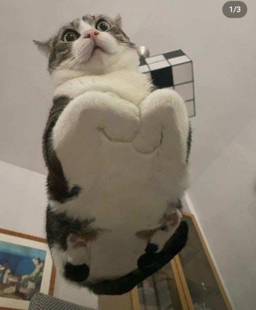#猫猫