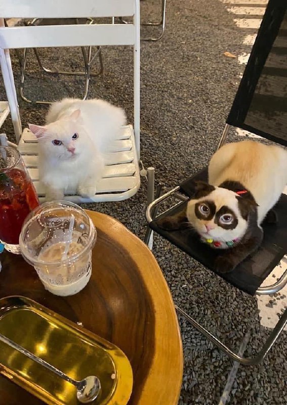 #猫猫 🐼#猫猫 🐼