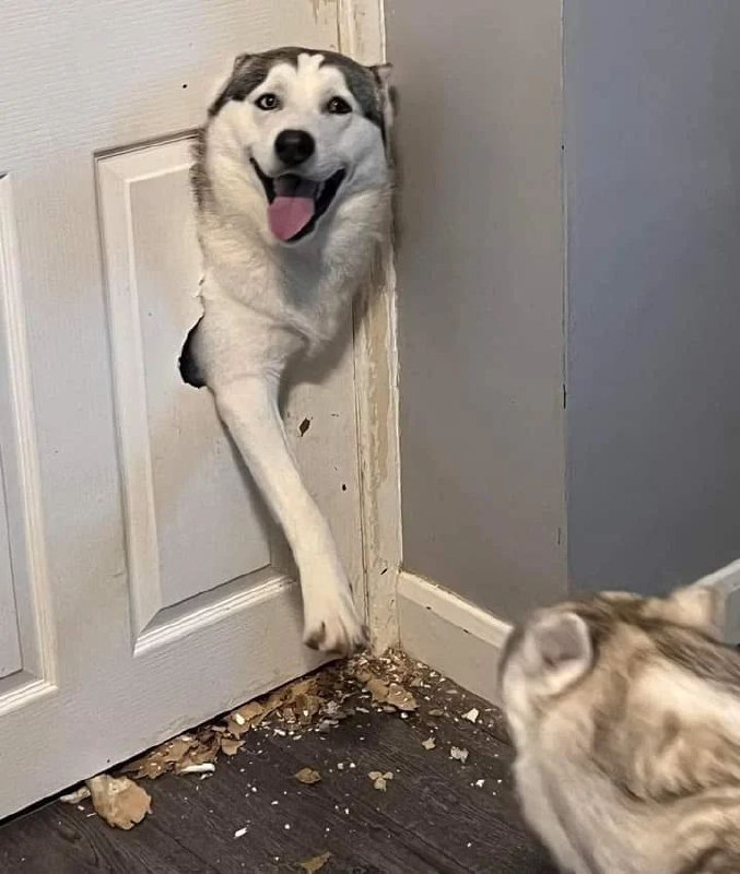 #狗狗