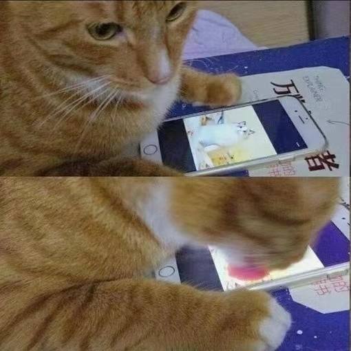 #猫猫