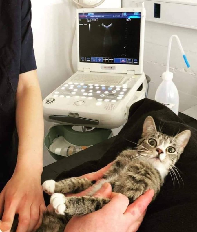 #猫猫#猫猫