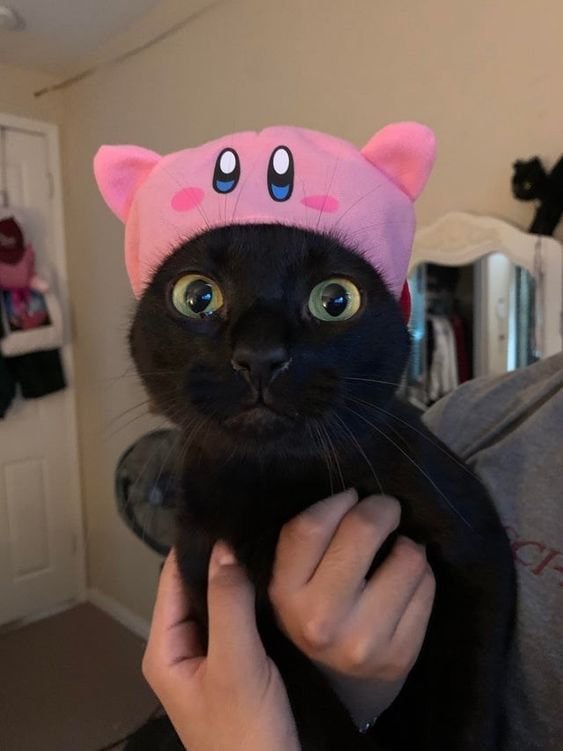 #猫猫