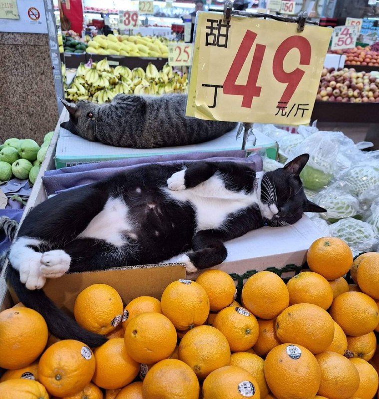 #猫猫 菜市场#猫猫 菜市场