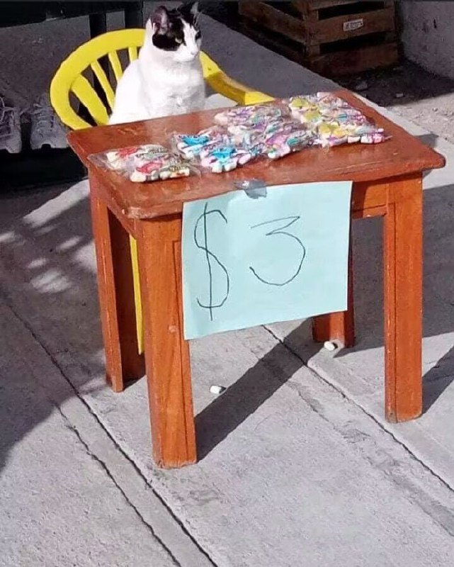 #猫猫