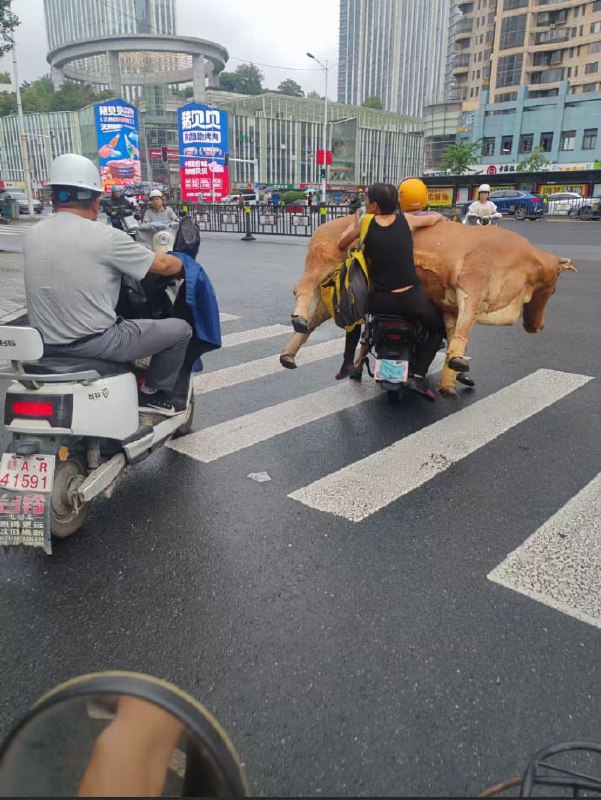 马路龙级灾害系列👀马路龙级灾害系列👀