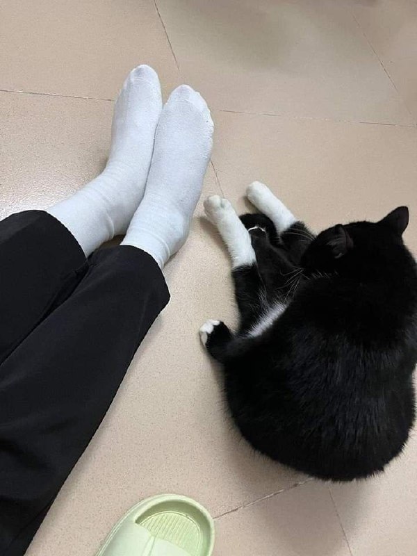 白袜 #猫猫