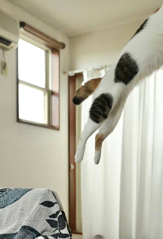 #猫猫#猫猫