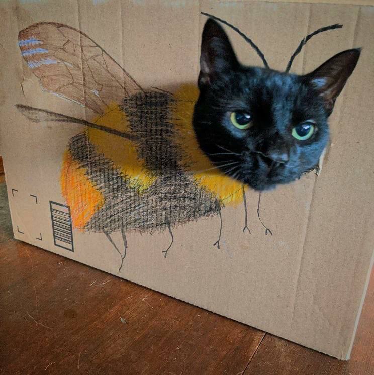 #猫猫