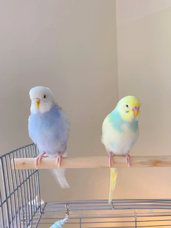 一些鹦鹉🦜一些鹦鹉🦜