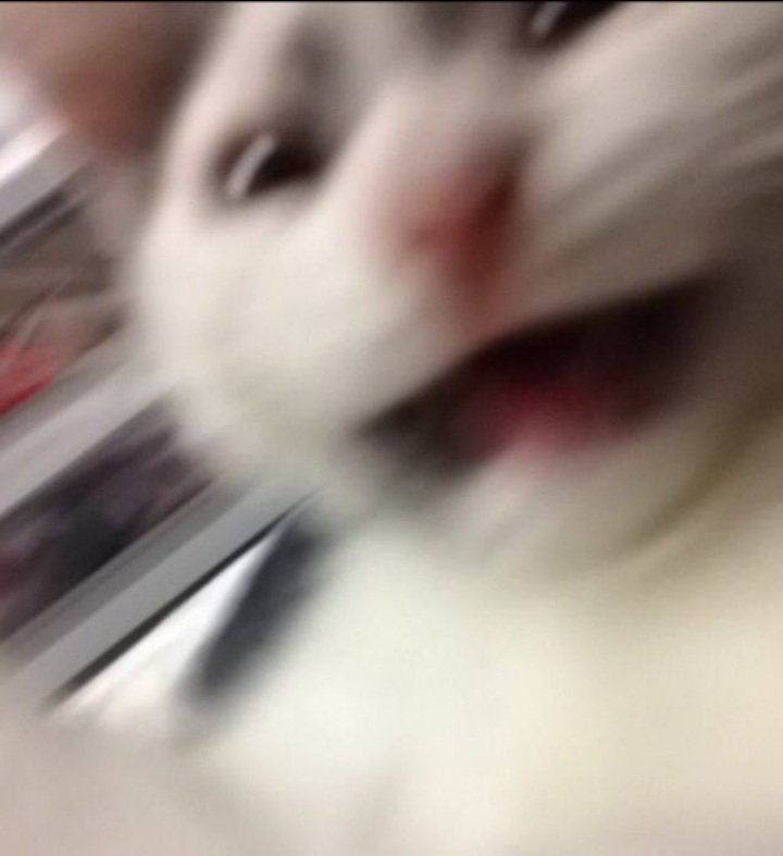 #猫猫#猫猫