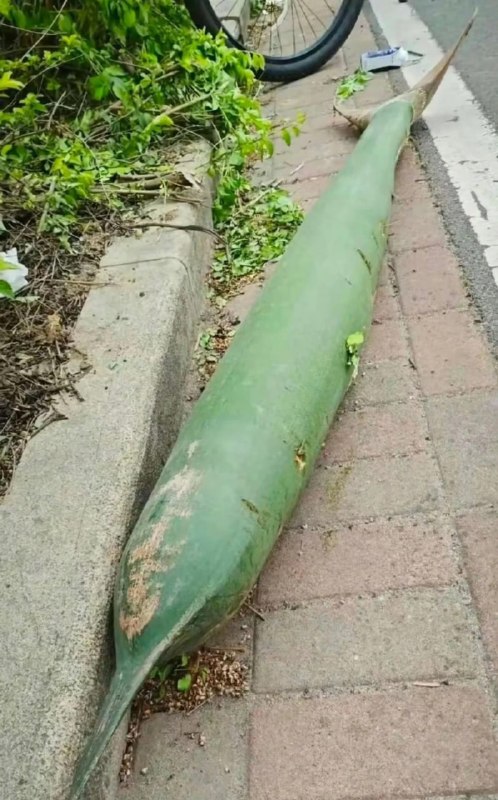 树叶…😨树叶…😨