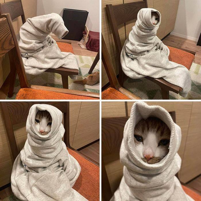 #猫猫
