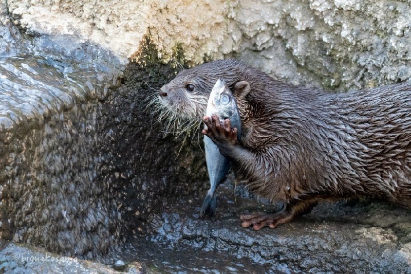 歪？哪位