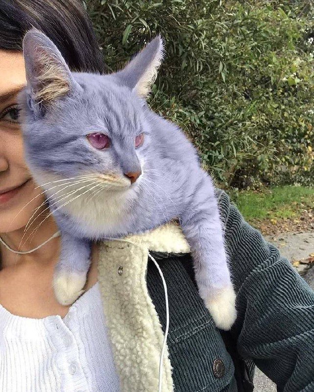 #猫猫